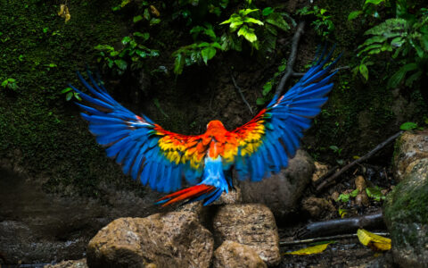 A beautiful macaw spreads it's wings as it lands on rocks is something you could see on the Ecuador Amazon Adventure with La Salva