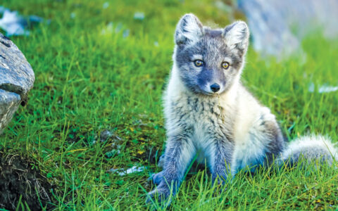 Grey and white Arctic fox in the green grassy fields.