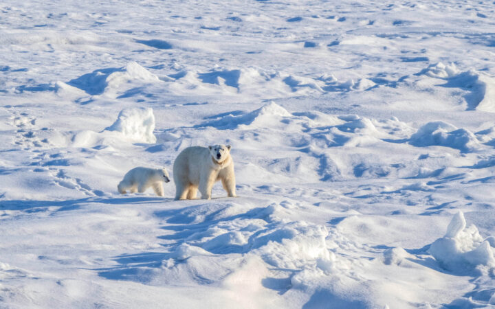 Mother polar bear & cub walk across an uneven snowfield, seen on a Nat Geo Land of the Ice Bears cruise.