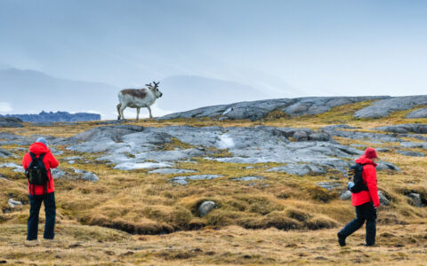 Adventurers exploring the reindeer in a rocky and grassy landscape
