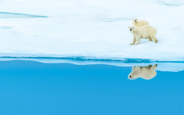 Polar bear and cub cross sea ice in Nunavut on a Nat Geo Northwest Passage expedition cruise.