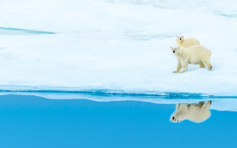 Mother polar bear & cub with white fur walk snowfield beside reflection in glassy blue sea, seen on a Northwest Passage cruise.