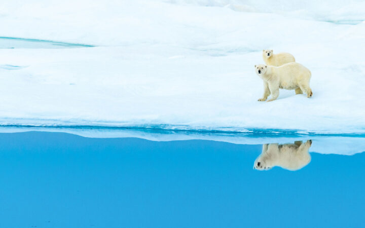 Mother polar bear & cub with white fur walk snowfield beside reflection in glassy blue sea, seen on a Northwest Passage cruise.