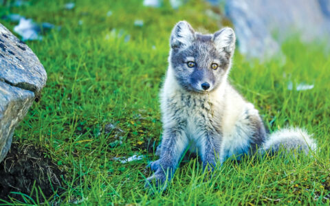 Grey and white Arctic fox in the green grassy fields.
