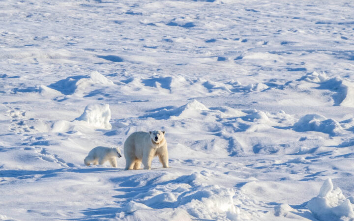 Mother polar bear & cub walk across an uneven snowfield, seen on a National Geographic Svalbard cruise.