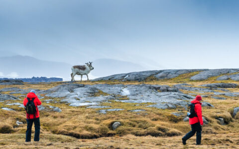 Travelers view a Svalbard reindeer during an expedition cruise landing.