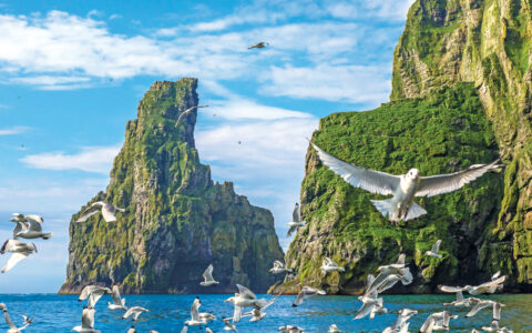 flock of seagulls flies over the ocean near towering, green-covered rocky cliffs under a partly cloudy sky Bear Island, Barents Sea, Svalbard, Norway