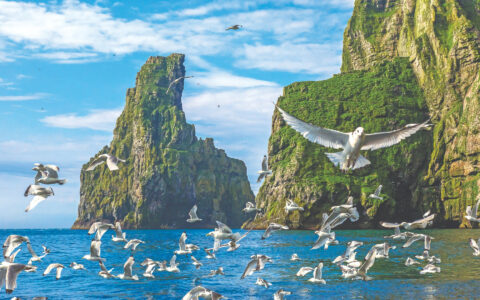 Seabirds fly above the sea and green cliffs of Bear Island on an Arctic expedition cruise.