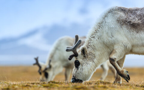 Svalbard Reindeer eating yellow grass in the, Arctic Tundra, Edgeøya Island, Svalbard, Norway