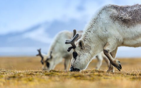 Svalbard reindeer graze on Arctic tundra during an expedition cruise.