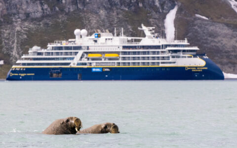 Walrus swimming in front of the National Geographic Endurance in Bellsund, Svalbard, Norway.