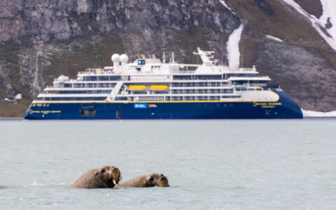 Walruses swim near an expedition cruise ship beneath snow-streaked Svalbard mountains.