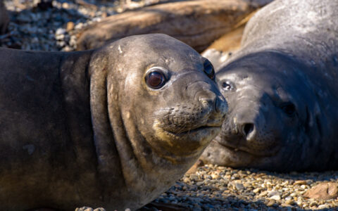 Mother elephant seal & wide-eyed pup lay on pebble beach in sun, seen on the Patagonia & Chilean Fjords Wilderness Expedition.