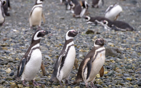 3 Magellanic penguins with white chests & dark backs walk over stony beach with more birds behind, seen in Patagonia.