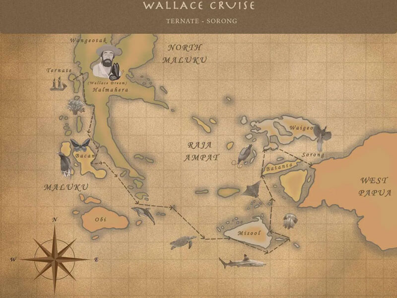 Route map of Wallace-based cruises between Ternate & Sorong with stops at Halmahera, Raja Ampat, Gam and Waigeo.