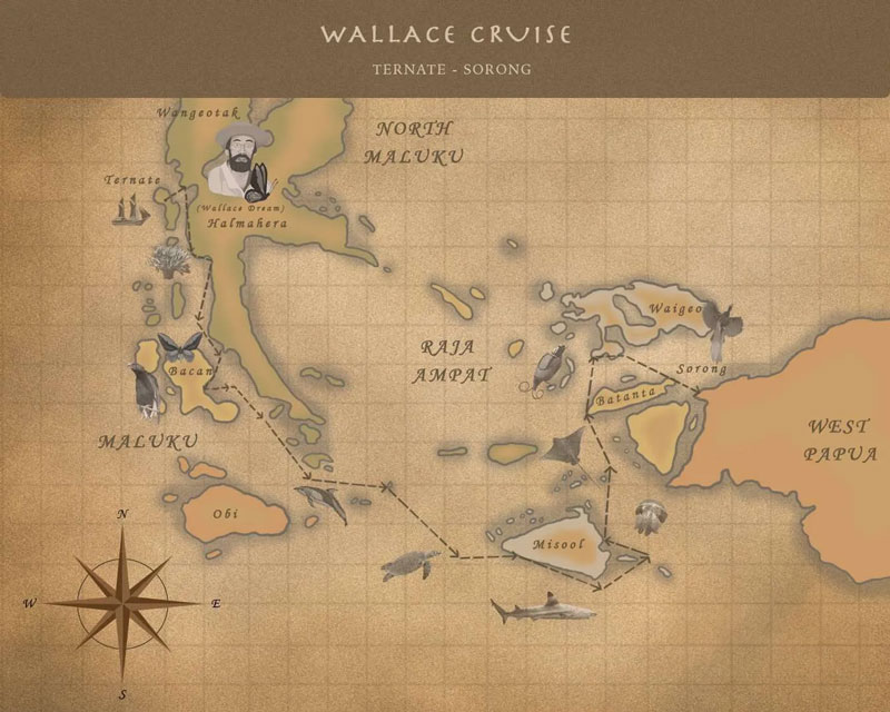 Route map of Wallace-based cruises between Ternate & Sorong with stops at Halmahera, Raja Ampat, Gam and Waigeo.