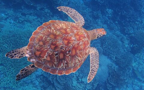 Red and orange-colored shell sea turtle swimming in cool blue waters in Sulawesi, Indonesia.