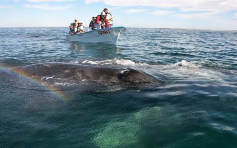 skiff near whale in sea of cortez in baja