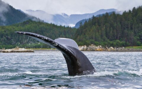On a wild Alaska escape cruise, a whale tale is seen above water before it disappears as a whale dives beneath the surface.