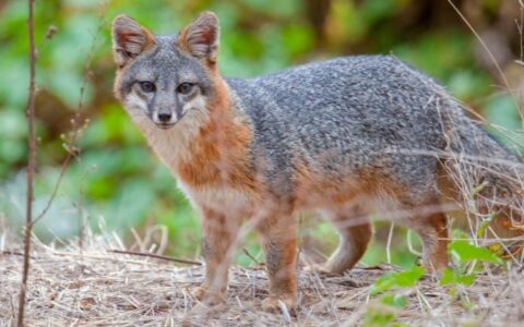 fox seen on wild california escape: channel islands small ship cruise