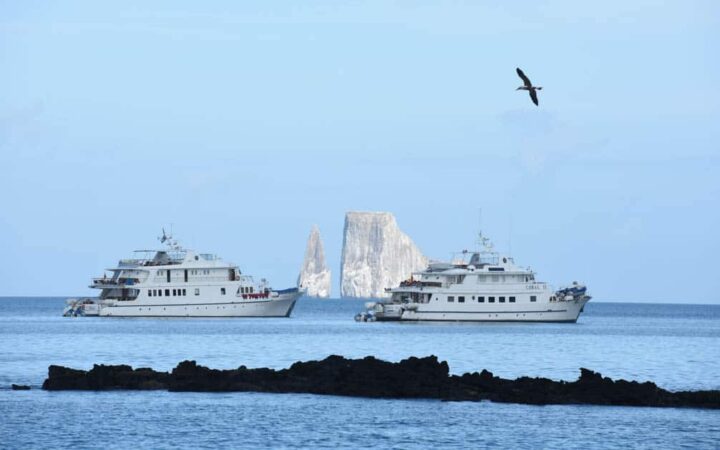 Bird flying above Coral I & Coral II yachts, shown from starboard side in Galapagos Islands