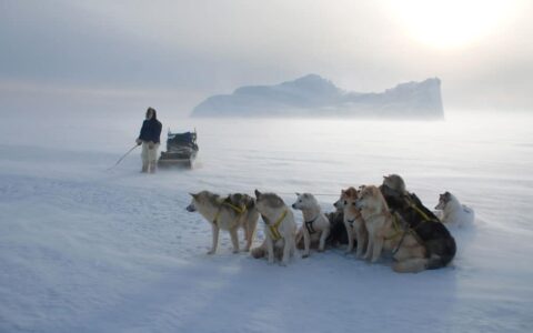 Team of dogsled dogs sits harnessed on the snow & ice with a musher and sled behind, seen on cruises to Iceland and Greenland.