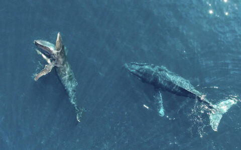 aerial view of two large whales in the blue waters of baja california