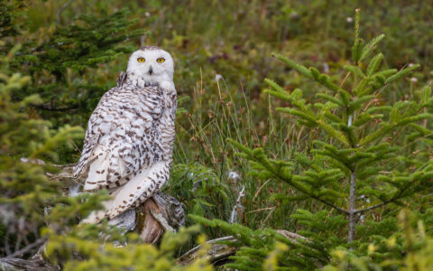 White snowy owl with black specks sits among green fir trees, seen on a Canadian Maritimes cruise.