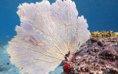 White branch coral sits atop purple rock near white-sand sea floor seen on The Caribbean Under Sail Aboard Le Ponant cruise.