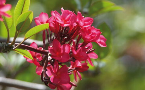 Bright red tropical flower with dark stem & green leaves opens to the sun on The Caribbean Under Sail Aboard Le Ponant cruise.