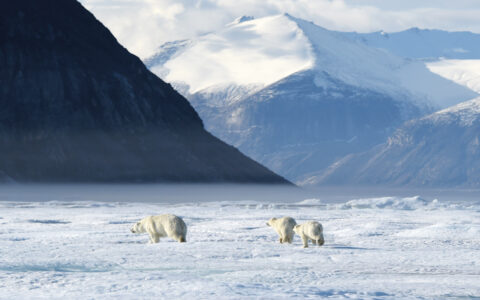Mother polar bear & 2 cubs walk across frozen snowfield beside tall snow-covered mountains on a sunny day in northeast Greenland.