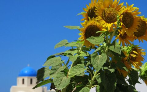 A bunch of growing sunflowers stand in a sunny day in front of a blue-topped building in Santorini, Greece.
