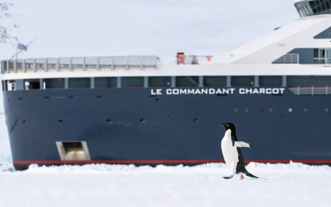 A single Adelie penguin marches across the snow in front of the Le Commandant Charcot ship as it is parked in the ice sheet