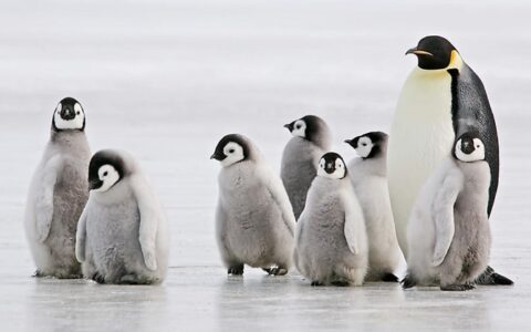 Emperor penguin with fuzzy gray chicks stand on the ice during Le Commandant Charcot Bellingshausen Sea Voyages.