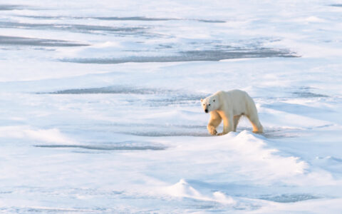 Lone polar bear with white fur walks over snow & ice at dusk, seen on a Charcot North Pole Expedition cruise.
