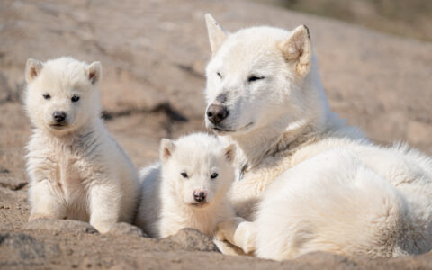 White-fur mother dog and her 2 young pups lay atop beige rock on a sunny day in Greenland.