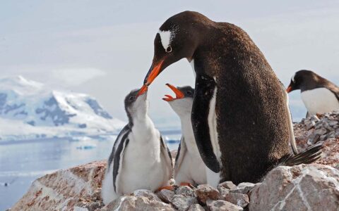 In Antarctica, a black and white penguin with orange beach touches the beaks of it's two chicks as if to kiss or feed them.