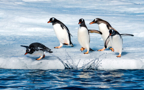 Small group of gentoo penguins with white bellies, black backs & orange beaks dive off ice into blue sea in Antarctica.