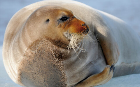 Bearded seal in Greenland with long whiskers, brown snout & beige skin, seen on an Expedition to the Edge of the Ice Sheet cruise.