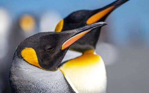 Portraits of king penguin face. A black head, chin, and throat, with vivid orange, tear-shaped patches on each side of the head.