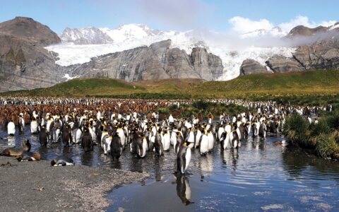 On the mountainous island of South Georgia, a huge colony of king penguins, adults and chicks stand among tundra plants and water puddles.