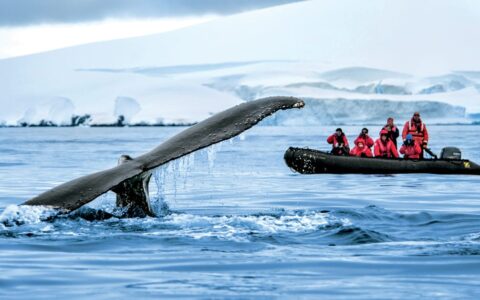A Zodiac with polar travelers views a whale tail as it appears above water during the Great Austral Loop luxury Antarctica voyage.