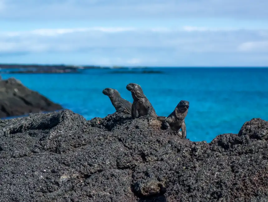 Three baby marine iguanas seen close up on lava rock