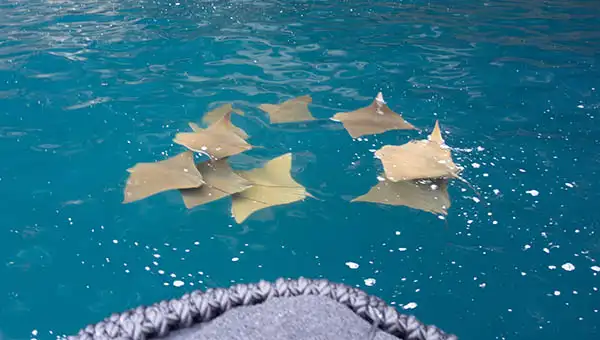 A pod of nine golden rays seen in the water from a Zodiac