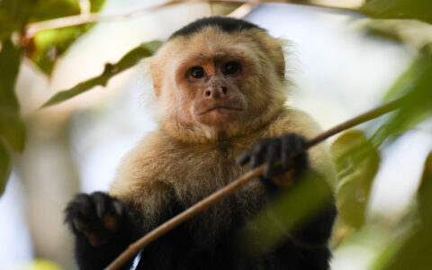 Capuchin monkey with blonde fur around face & chest & dark fur on head & lower body sits in dense forest canopy.