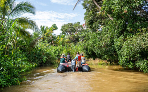 Zodiac boat moves through small muddy river among palm trees & rainforest on a sunny day exploring the Panama rainforest.