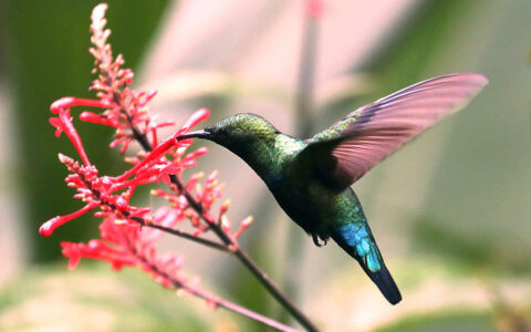 Hummingbird with pink wings, iridescent green head & bright blue tailfeathers drinks nectar from a pink flower during the Pearls of the Caribbean luxury cruise.