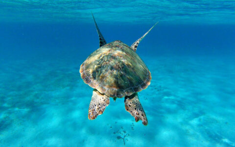 View from swimming behind a sea turtle underwater among turquoise ocean, seen during the Pearls of the Caribbean luxury cruise.