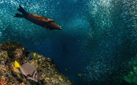 Sea lion swims among a large school of small silver fish, with bright coral reef & fish beneath, seen during the Sea & Sierra: Glamping Baja California Sur land tour.