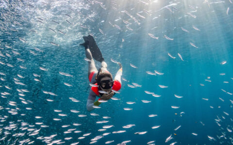 Woman snorkeler dives deep into a school of silver fish among deep blue water on the Sea & Sierra: Glamping Baja California Sur land tour.
